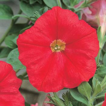 Petunia Trilogy™ Scarlet '' (166732)