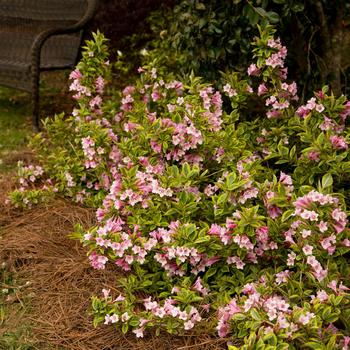 Weigela florida 'Rainbow Sensation™' (166863)