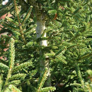 Picea orientalis 'Atrovirens' (166874)