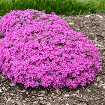 Phlox Spring Bling™ 'Ruby Riot' (166929)