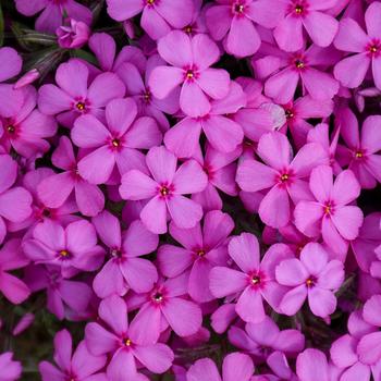 Phlox Spring Bling™ 'Ruby Riot' (166930)