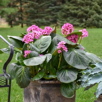 Bergenia 'Miss Piggy' (167701)