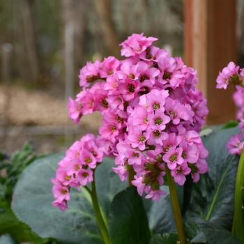 Bergenia 'Miss Piggy' (167702)