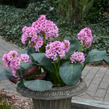 Bergenia 'Miss Piggy' (167703)