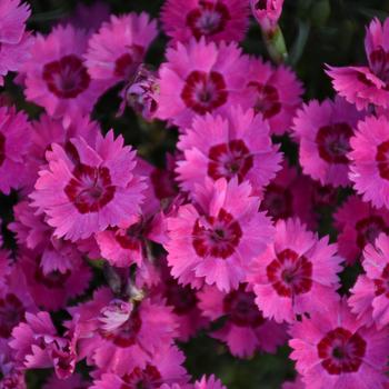 Dianthus 'Paint the Town Fancy' (167705)