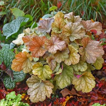 Heuchera Dolce® 'Toffee Tart' (167714)