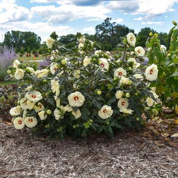 Hibiscus Summerific® 'French Vanilla' (167717)