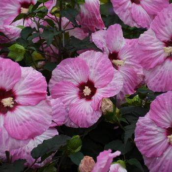 Hibiscus Summerific® 'Spinderella' (167719)