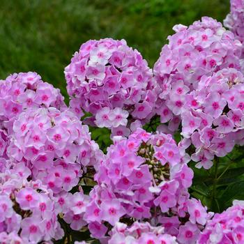 Phlox paniculata Luminary™ 'Opalescence' (167727)