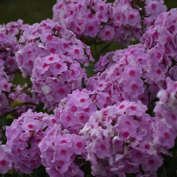 Phlox paniculata Luminary™ 'Opalescence' (167729)