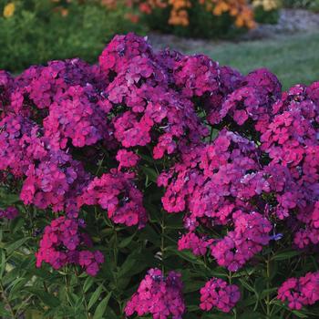 Phlox paniculata Luminary™ 'Ultraviolet' (167732)