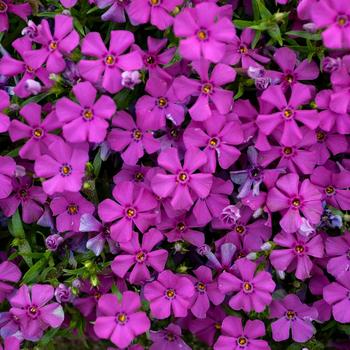 Phlox Mountainside™ 'Majestic Magenta' (167734)