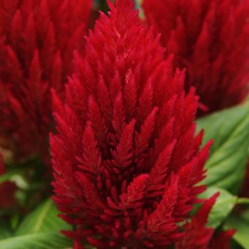 Celosia plumosa First Flame™ '' (167958)