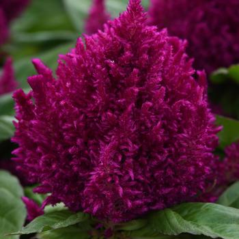 Celosia plumosa First Flame™ '' (167960)