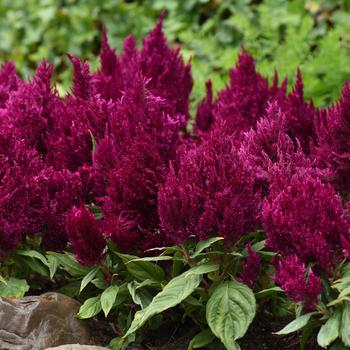 Celosia plumosa First Flame™ '' (167962)