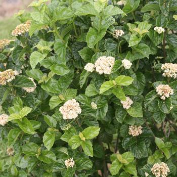 Viburnum dentatum var. deamii All That Glitters® '' (168348)