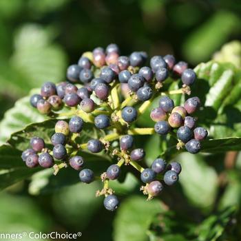 Viburnum dentatum var. deamii All That Glitters® '' (168350)