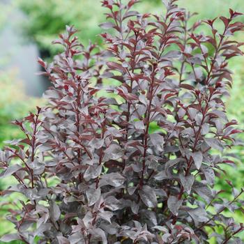 Lagerstroemia indica Center Stage® Red '' (168452)