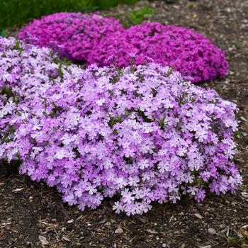 Phlox Spring Bling™ 'Pink Sparkles' (168457)