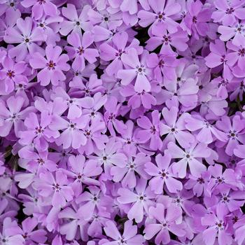 Phlox Spring Bling™ 'Pink Sparkles' (168459)