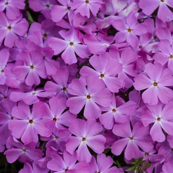 Phlox Spring Bling™ 'Rose Quartz' (168460)