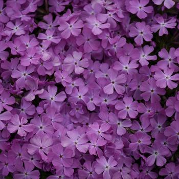 Phlox Spring Bling™ 'Rose Quartz' (168462)