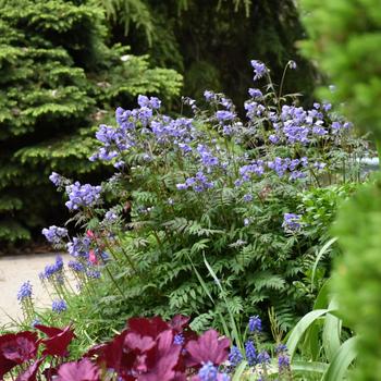 Polemonium caeruleum 'Heaven Scent' (168463)