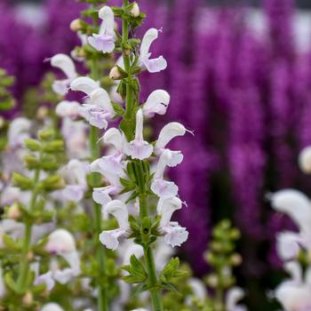 Salvia Color Spires® 'Snow Kiss' (168488)