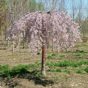 Prunus 'Weeping Extraordinaire™' (168490)