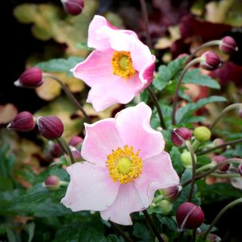 Anemone Satin Doll™ 'Blush' (168497)