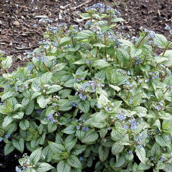 Brunnera 'Alexandria' (168501)