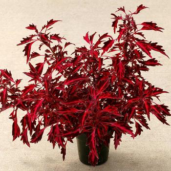 Coleus scutellarioides Nova® 'Red Flare' (168502)