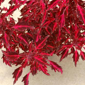 Coleus scutellarioides Nova® 'Red Flare' (168503)