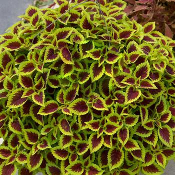 Coleus scutellarioides Nova® 'Roly-Poly' (168506)