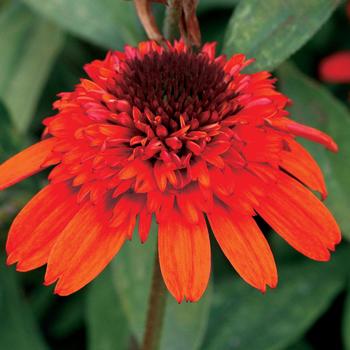 Echinacea 'Moab Sunset' (168525)