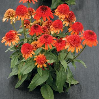 Echinacea 'Moab Sunset' (168526)