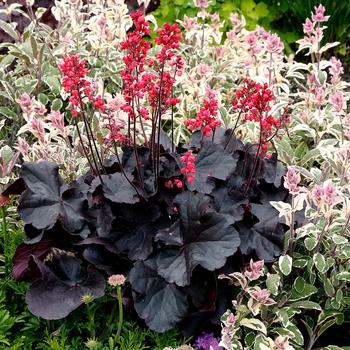 Heuchera 'Black Forest Cake' (168528)