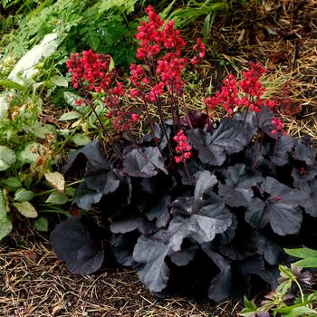 Heuchera 'Black Forest Cake' (168529)