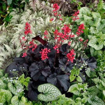 Heuchera 'Black Forest Cake' (168530)