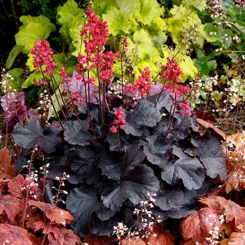 Heuchera 'Black Forest Cake' (168531)