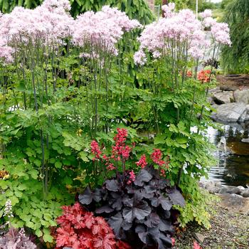 Heuchera 'Black Forest Cake' (168532)