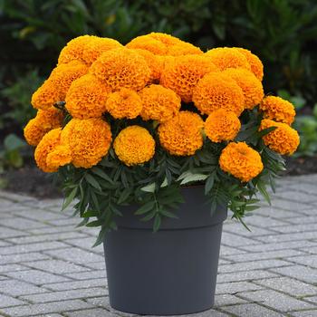 Tagetes erecta Marvel II™ Orange '' (168601)