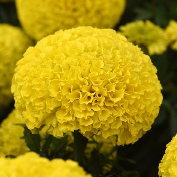 Tagetes erecta Marvel II™ Yellow '' (168604)