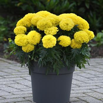 Tagetes erecta Marvel II™ Yellow '' (168605)