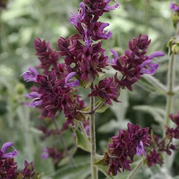 Salvia canariensis 'Lancelot' (168609)