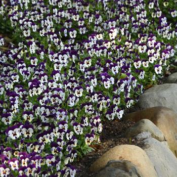 Viola cornuta Quicktime™ 'Mickey' (168626)