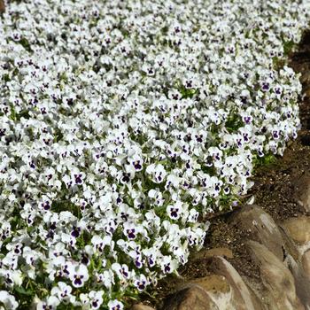 Viola cornuta Quicktime™ White Blotch '' (168628)