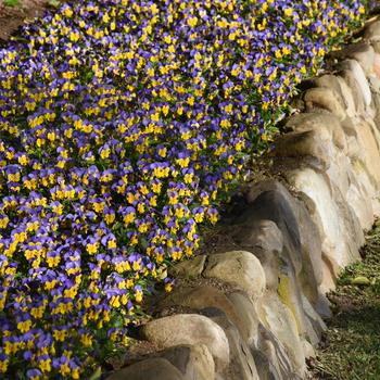 Viola cornuta Quicktime™ Yellow Blue Jump Up '' (168630)