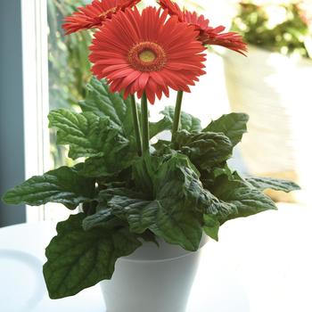 Gerbera jamesonii Mega Revolution™ Bright Orange Light Eye '' (168755)