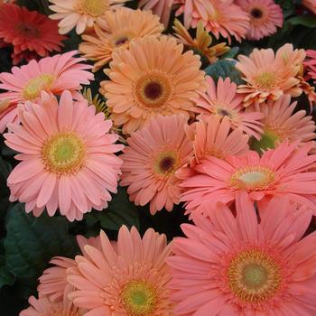 Gerbera jamesonii Mega Revolution™ Champagne '' (168759)